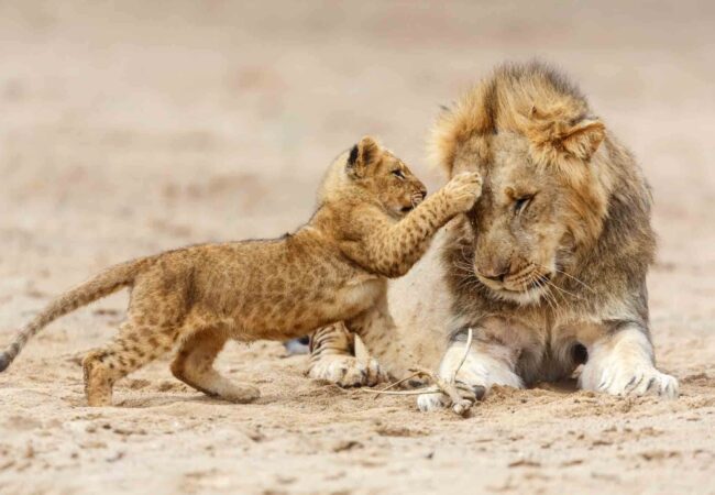 Lion and Cub in Serengeti National 1 1