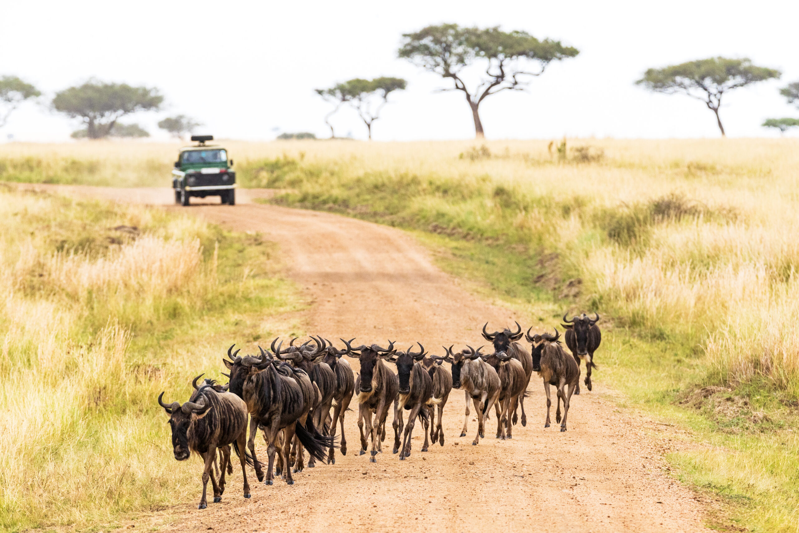 african safari with wildebeest crossing road 2023 11 27 05 06 45 utc scaled