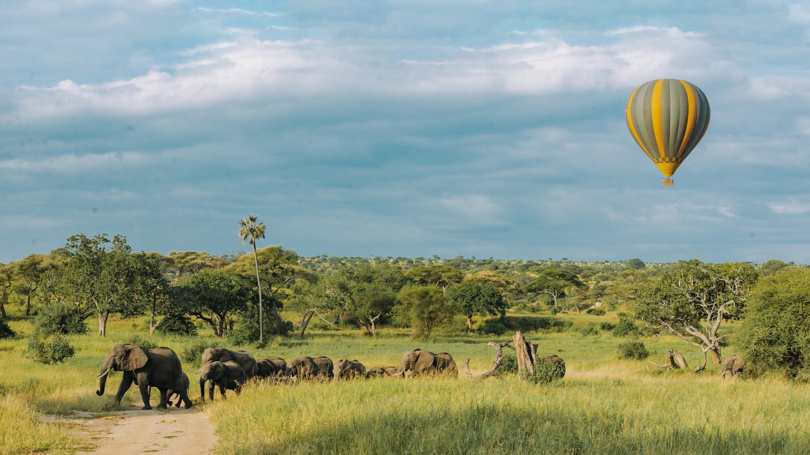 Herd of African Elephants on the Savannah and a Hot Air Balloon Flying Above Them