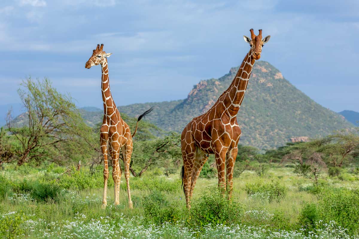 Game viewing in Mkomazi National Park