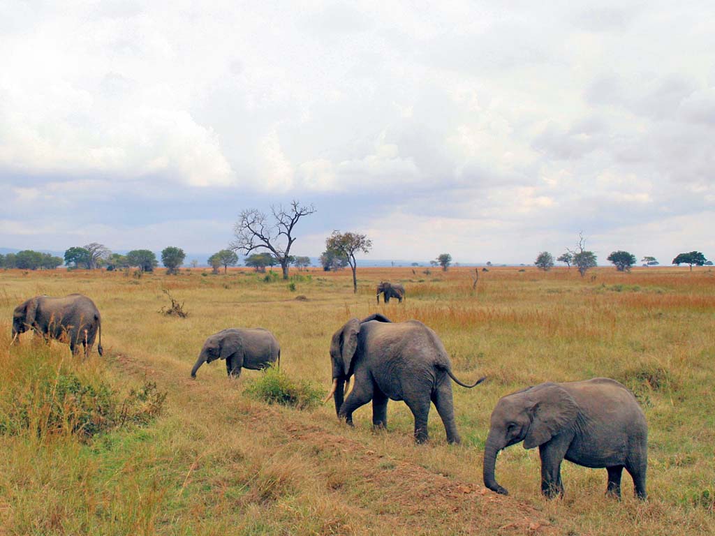 Mikumi National Park safari