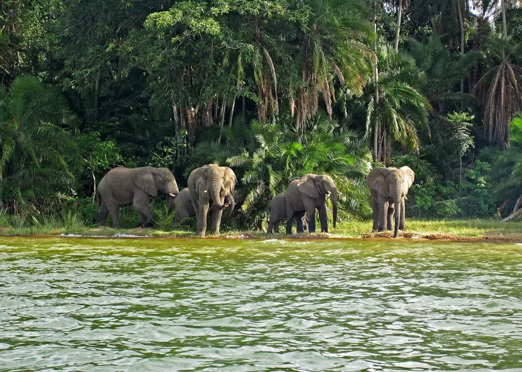 elephants on rubondo island lake victoria