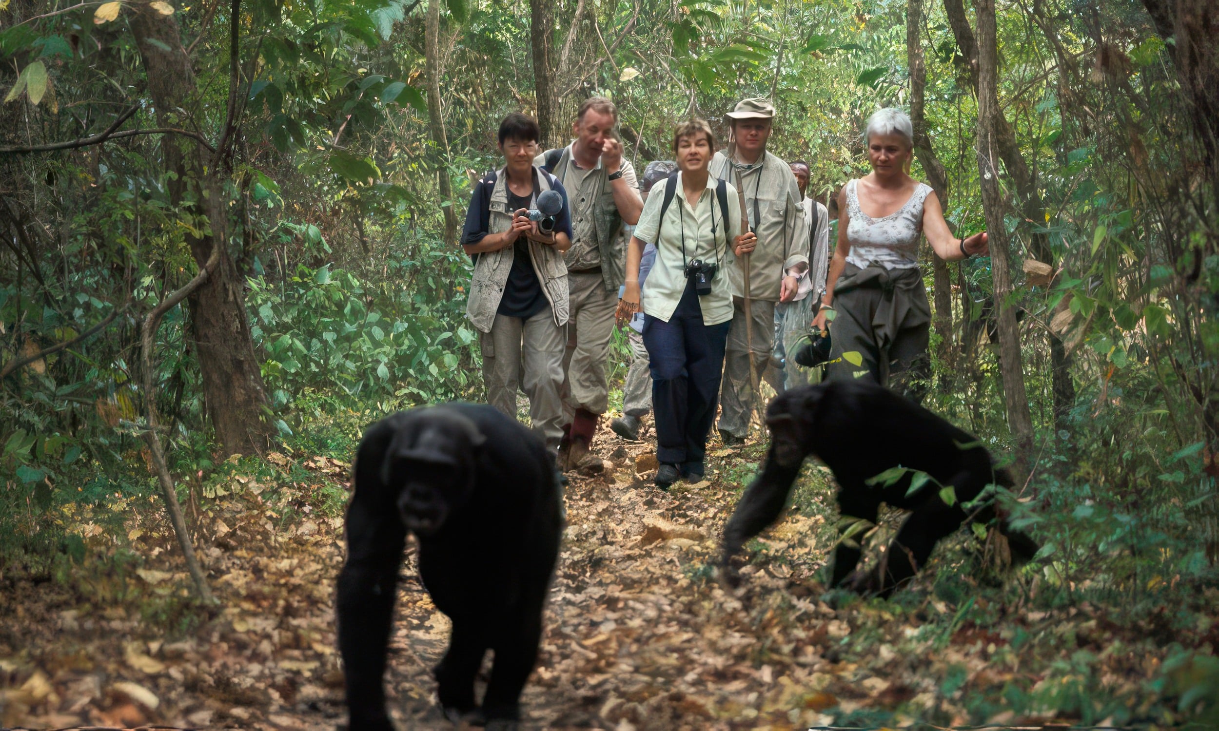 exploring chimpanzee tracking at gombe stream national park