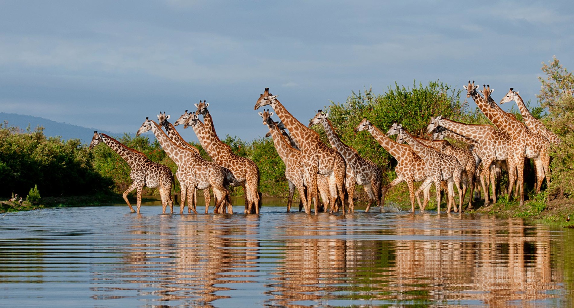 sand rivers selous wildlife giraffe river